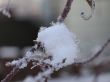 snow on a branch