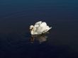 Swan