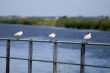 Valli di Comacchio - Birds