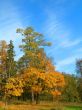 Autumn trees
