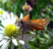 Butterfly on the flower