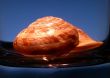 Cockle-shell