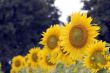 Field of sunflowers