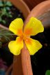 Yellow Garden Flower