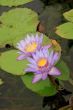 Blue water lily