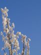 Frost