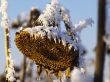 Frost