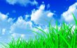 green grass