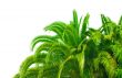 leaves of palm tree