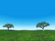 trees in the field