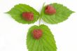 Bunch of a red raspberry on a white background