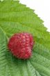 Bunch of a red raspberry