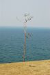 Tiny tree with lake in the background