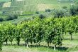 Vineyards in Romagna