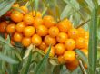 sea buckthorn