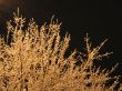 frosted tree at night