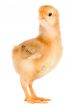 Yellow little chicken