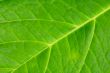 Texture of a green leaf