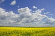 Yellow Meadow Flowers