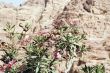 Petra ruins and mountains in Jordan