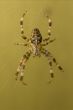 Spider on web