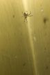 Spider on web