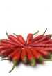 Chili  peppers against white background