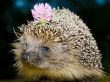 hedgehog with flower