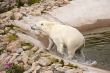 polar bear