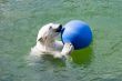 polar bear with ball