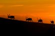 sunset deers