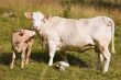 cow with calf