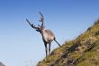 northern deer