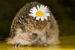hedgehog with flower