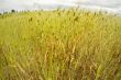 field of wheat