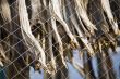 dried fish