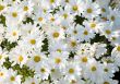camomiles