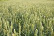 field of wheat
