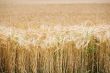 field of wheat