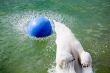 jumping polar bear