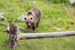 brown bear