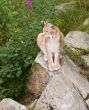 lynx