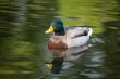 duck in green water