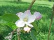 Apple Blossoms