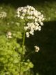 Blooming Valerian