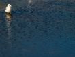 Gull on the seaside