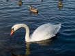 Swan on the lake