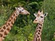Giraffes