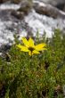 Mountain chamomile