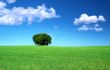 grass field and a bunch of trees